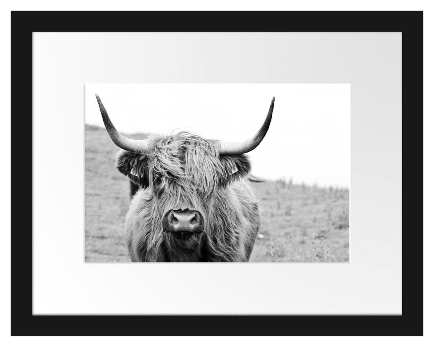 Pixxprint Highlandrind frontal in Schwarz-Weiss, im Galerie-Passepartout Bilderrahmen