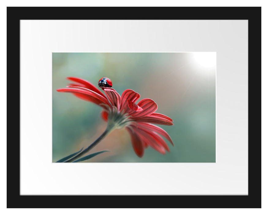 Pixxprint Merienkäfer auf roter Blüte Nahaufnahme, im Galerie-Passepartout Bilderrahmen