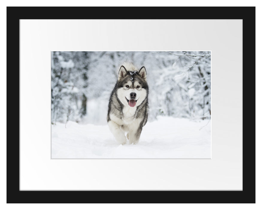 Pixxprint Sibirischer Husky im Winterwald, im Galerie-Passepartout Bilderrahmen