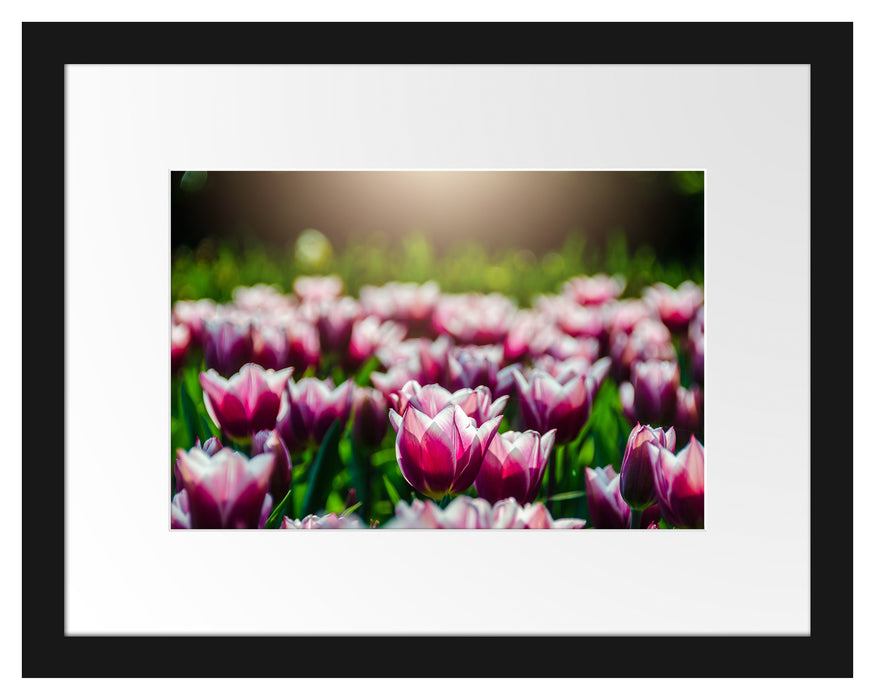 Pixxprint Nahaufnahme zweifarbige Tulpen, im Galerie-Passepartout Bilderrahmen