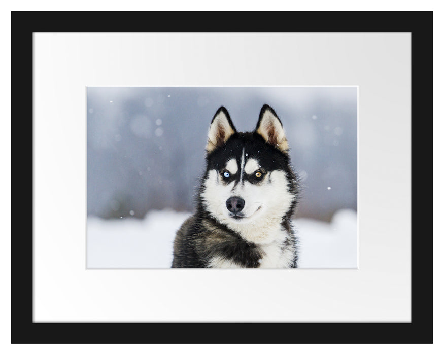 Pixxprint Husky mit unterschiedlichen Augenfarben, im Galerie-Passepartout Bilderrahmen