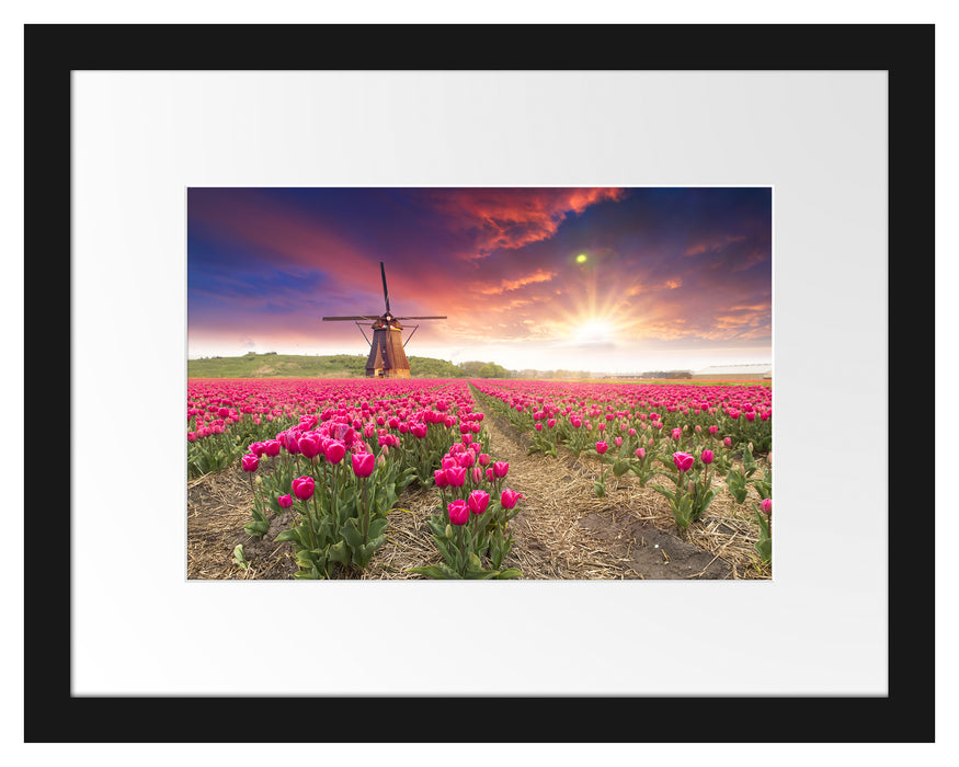 Pixxprint Tulpenfeld mit Mühle bei Sonnenuntergang, im Galerie-Passepartout Bilderrahmen