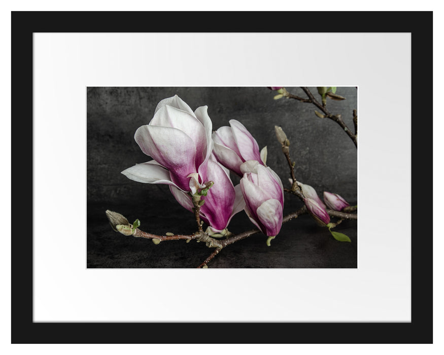 Pixxprint Aufblühende Magnolie isoliert, im Galerie-Passepartout Bilderrahmen