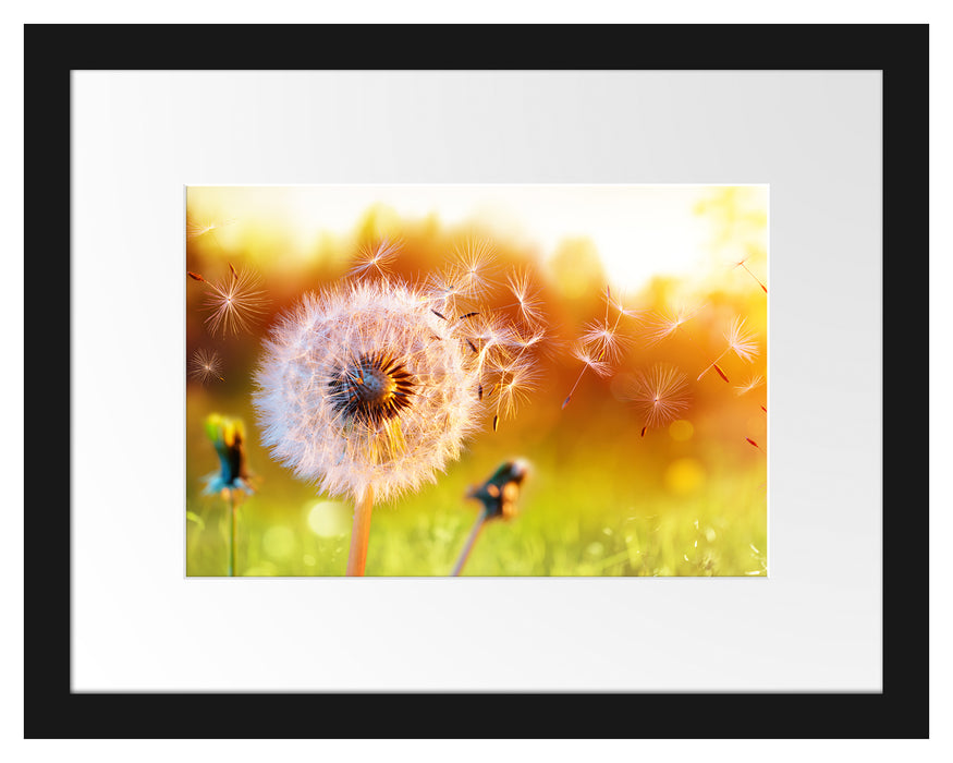 Pixxprint Nahaufnahme Pusteblume Sonnenuntergang, im Galerie-Passepartout Bilderrahmen