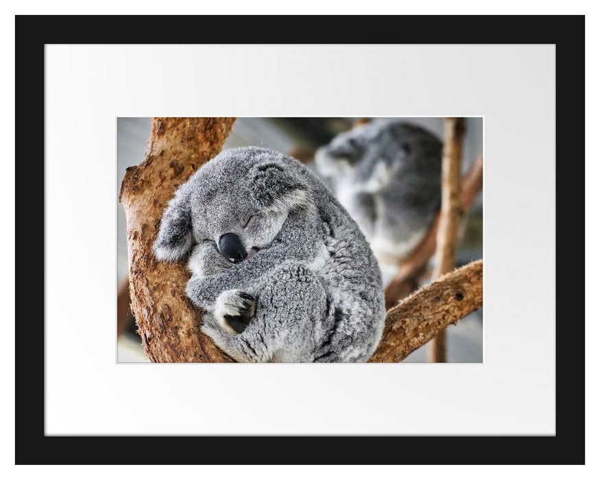 Pixxprint Koala schläft eingekuschelt im Baum, im Galerie-Passepartout Bilderrahmen