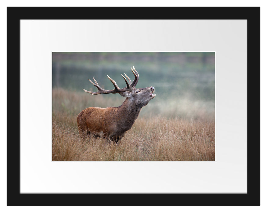 Pixxprint Röhrender Hirsch im Feld, im Galerie-Passepartout Bilderrahmen