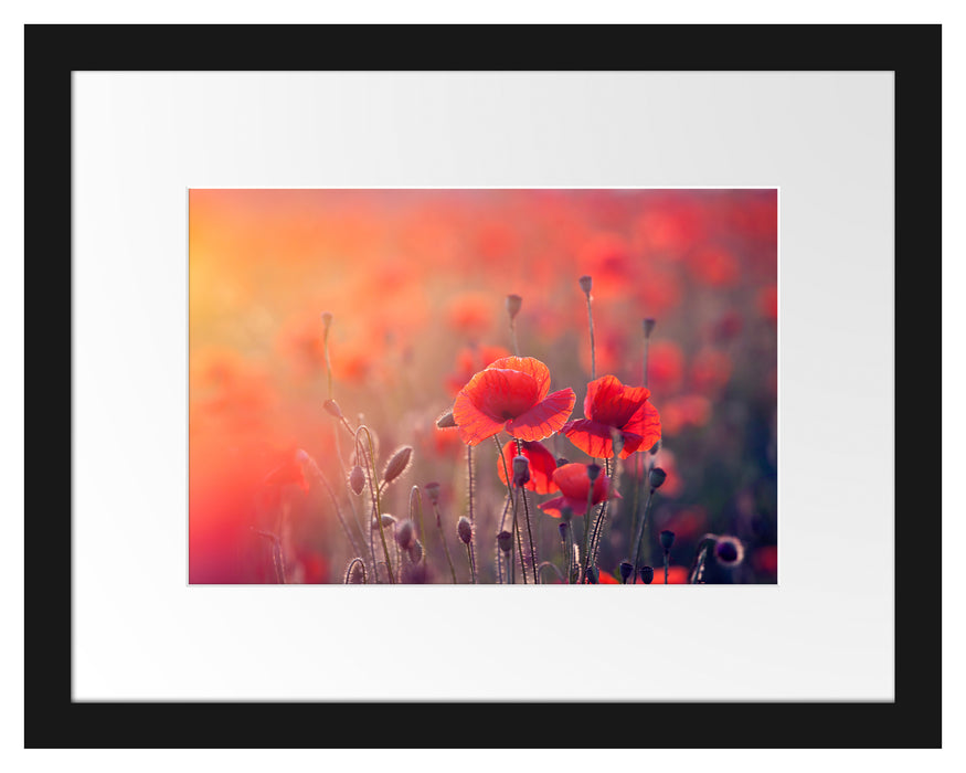 Pixxprint Mohnblumenfeld, im Galerie-Passepartout Bilderrahmen