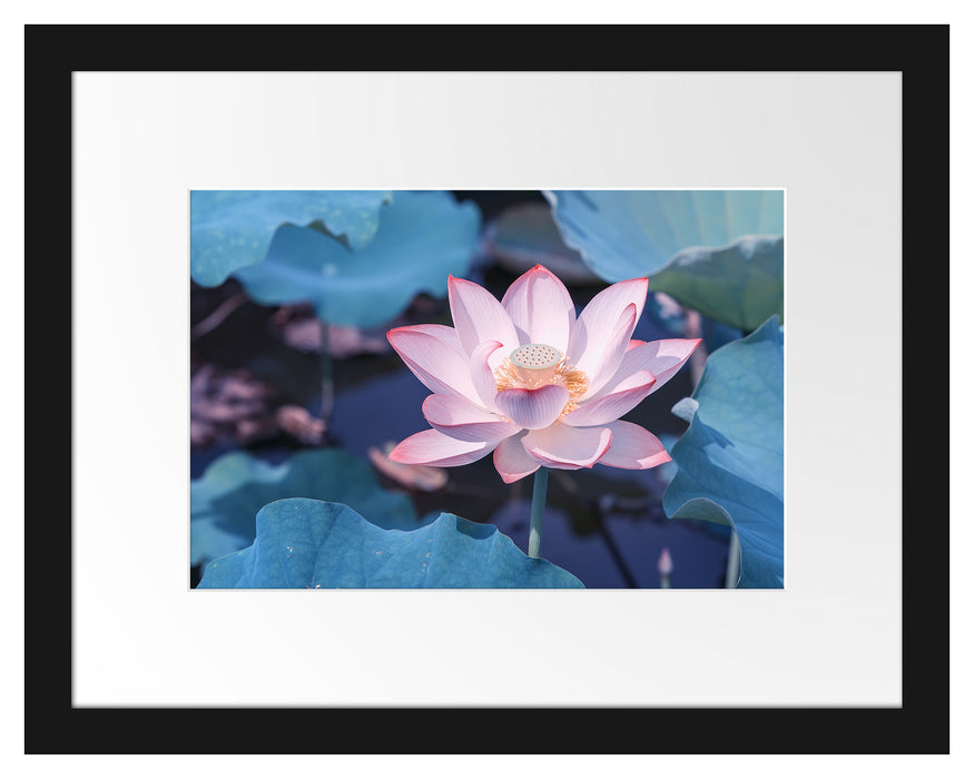 Pixxprint Rosa blühender Lotus Nahaufnahme, im Galerie-Passepartout Bilderrahmen