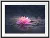 Leuchtende Lotusblüte auf grauer Pfütze Passepartout Rechteckig 80