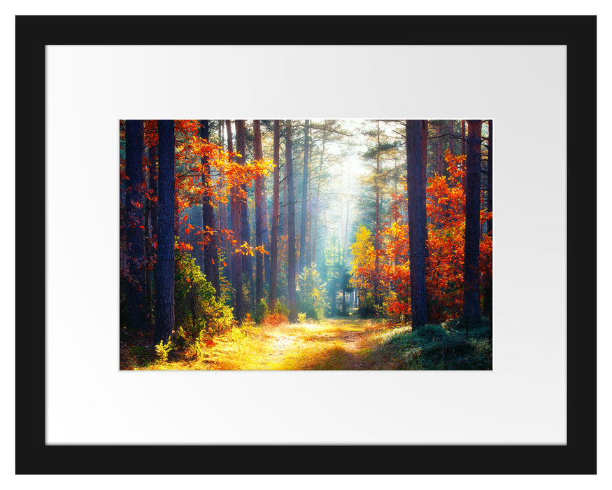 Pixxprint Sonnige Lichtung im Herbstwald, im Galerie-Passepartout Bilderrahmen