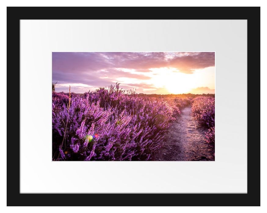 Pixxprint Lavendellandschaft bei Sonnenuntergang, im Galerie-Passepartout Bilderrahmen