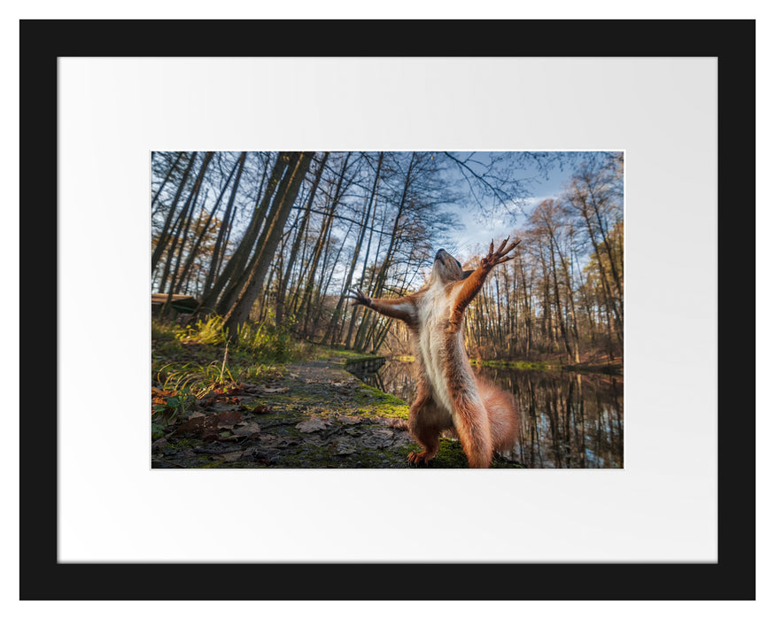 Pixxprint Lustiges Eichhörnchen steht im Wald, im Galerie-Passepartout Bilderrahmen