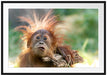 Lustiger Baby Orang-Utan mit Rinde Passepartout Rechteckig 100