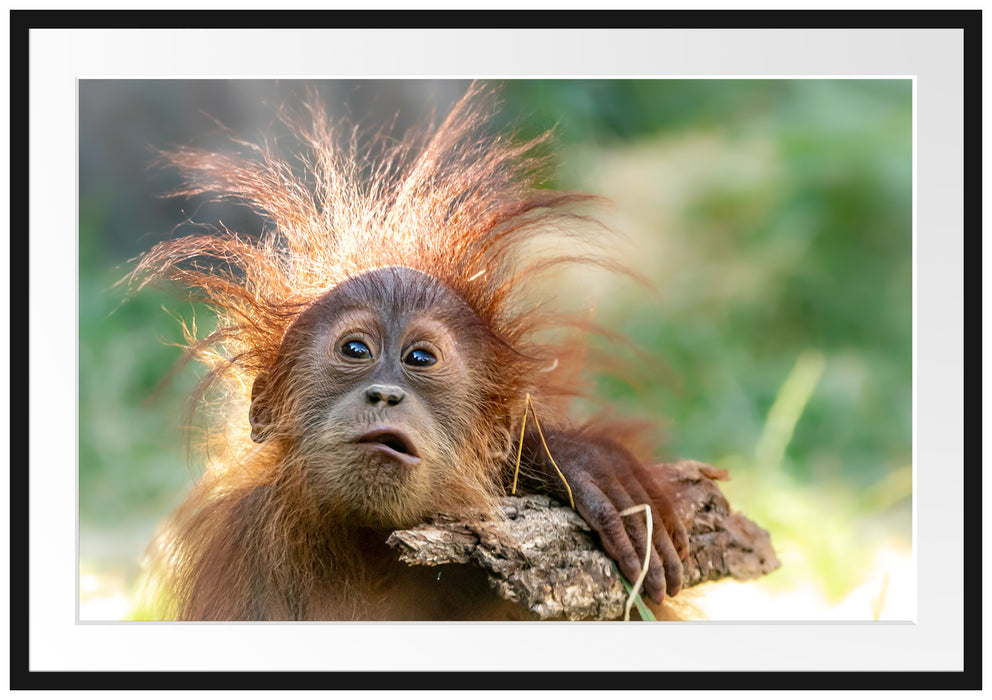 Lustiger Baby Orang-Utan mit Rinde Passepartout Rechteckig 100