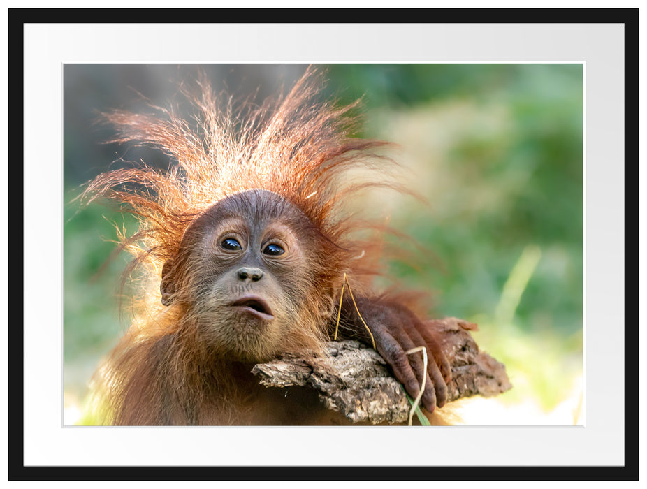 Lustiger Baby Orang-Utan mit Rinde Passepartout Rechteckig 80