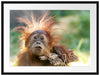 Lustiger Baby Orang-Utan mit Rinde Passepartout Rechteckig 80