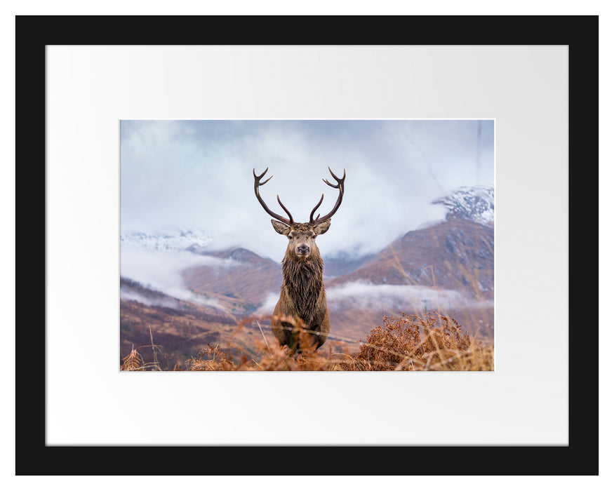 Pixxprint Majestätischer Hirsch in Berglandschaft, im Galerie-Passepartout Bilderrahmen