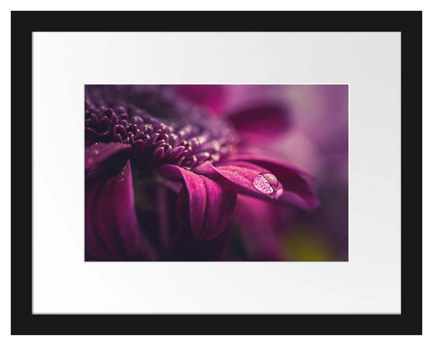 Pixxprint Nahaufnahme Tropfen auf lila Blume, im Galerie-Passepartout Bilderrahmen