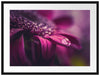 Nahaufnahme Tropfen auf lila Blume Passepartout Rechteckig 80