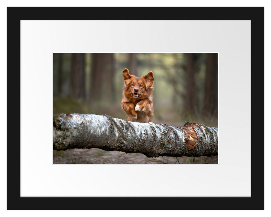 Pixxprint Hund springt über Baumstamm im Wald, im Galerie-Passepartout Bilderrahmen