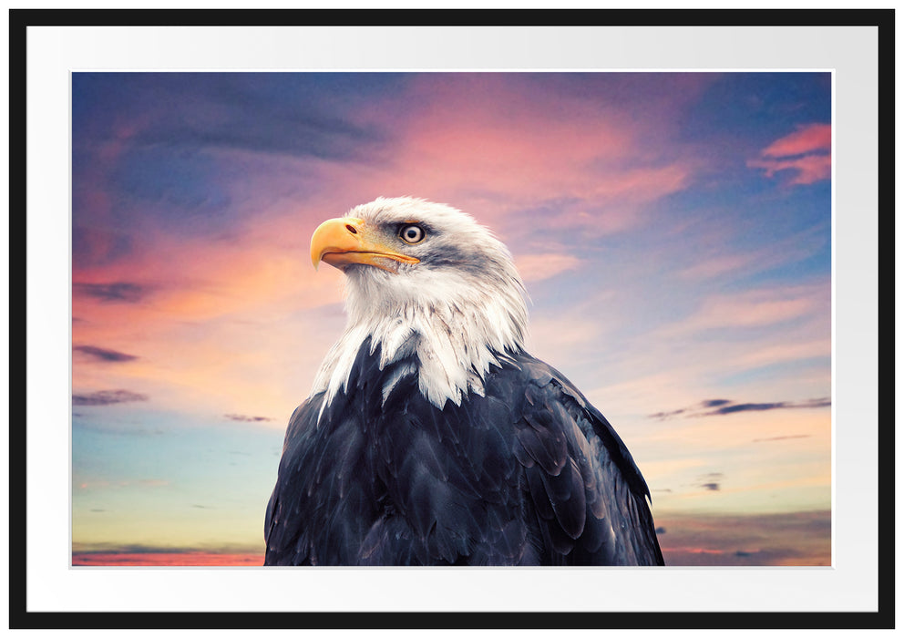 Weisskopfseeadler im Sonnenuntergang Passepartout Rechteckig 100