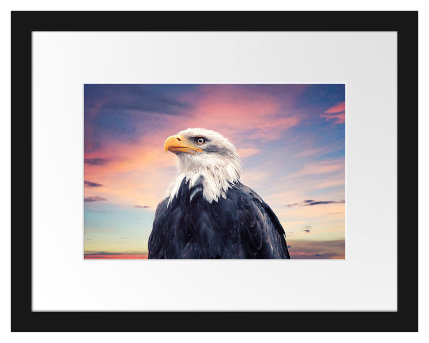 Pixxprint Weisskopfseeadler im Sonnenuntergang, im Galerie-Passepartout Bilderrahmen