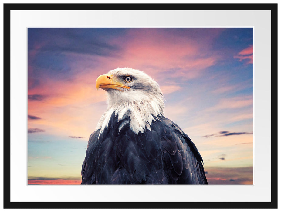 Weisskopfseeadler im Sonnenuntergang Passepartout Rechteckig 80