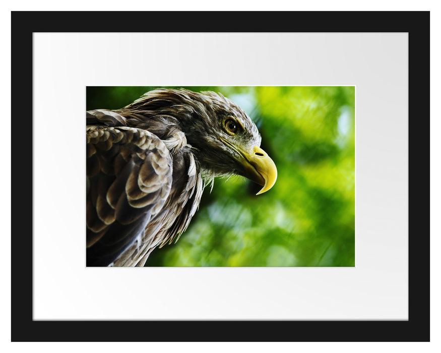 Pixxprint Mächtiger Adler Nahaufnahme, im Galerie-Passepartout Bilderrahmen