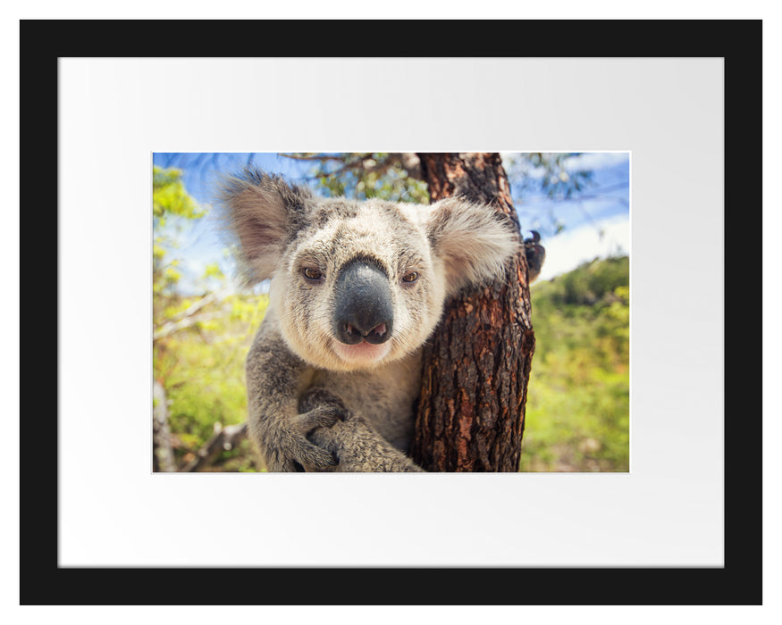 Pixxprint Neugieriger Koala am Baum Nahaufnahme, im Galerie-Passepartout Bilderrahmen