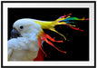 Papagei mit buntem Kamm Passepartout Rechteckig 100