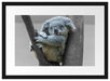 Schlafender Koala im Baum B&W Detail Passepartout Rechteckig 40