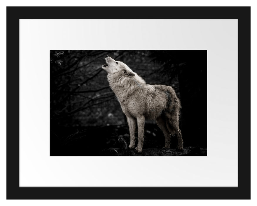 Pixxprint Weißer heulender Wolf im Wald B&W Detail, im Galerie-Passepartout Bilderrahmen