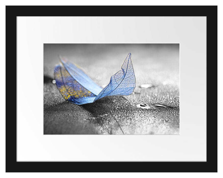 Pixxprint Nahaufnahme blaues Blattgerüst im Regen B&W Detail, im Galerie-Passepartout Bilderrahmen