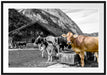 Kühe auf Almwiese am Trog B&W Detail Passepartout Rechteckig 100