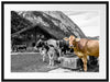 Kühe auf Almwiese am Trog B&W Detail Passepartout Rechteckig 80