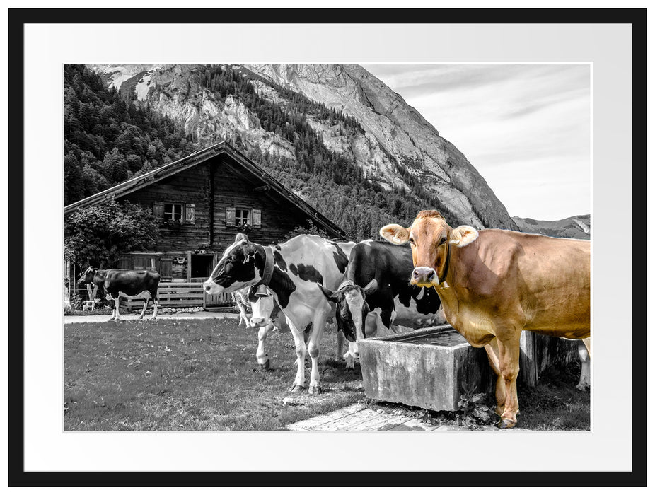 Kühe auf Almwiese am Trog B&W Detail Passepartout Rechteckig 80