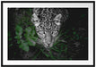 gefährlicher Panther im Wald von oben B&W Detail Passepartout Rechteckig 100