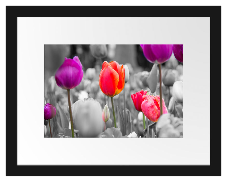 Pixxprint Bunte holländische Tulpen Nahaufnahme B&W Detail, im Galerie-Passepartout Bilderrahmen