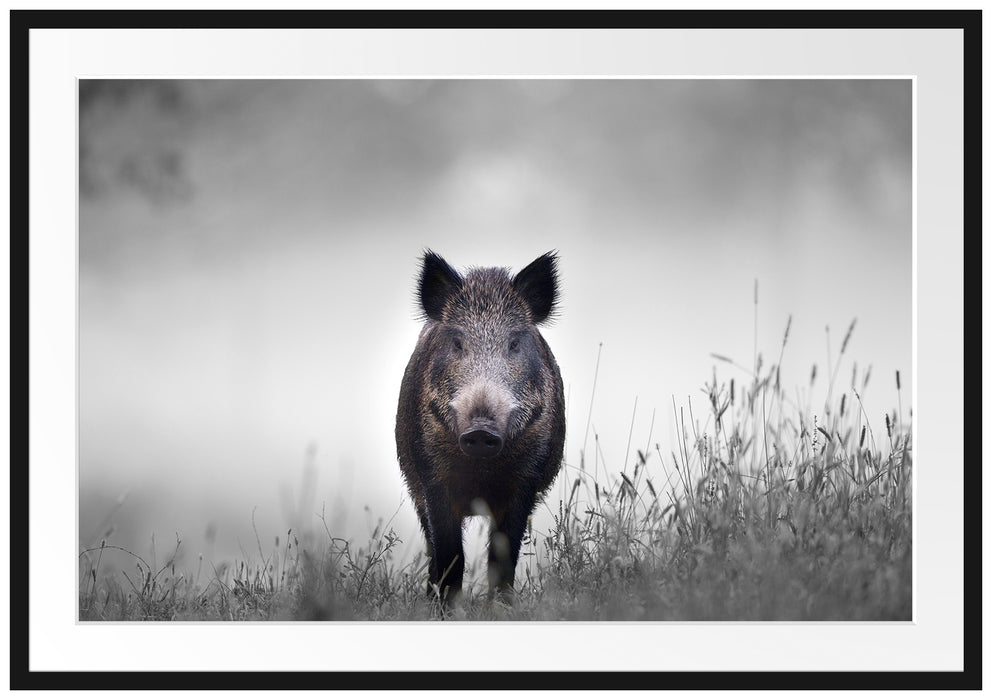 Wildschweinauf einer Wiese im Nebel B&W Detail Passepartout Rechteckig 100