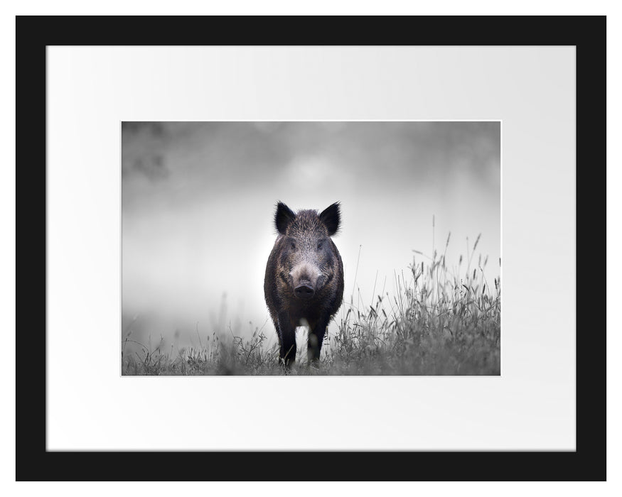 Pixxprint Wildschweinauf einer Wiese im Nebel B&W Detail, im Galerie-Passepartout Bilderrahmen