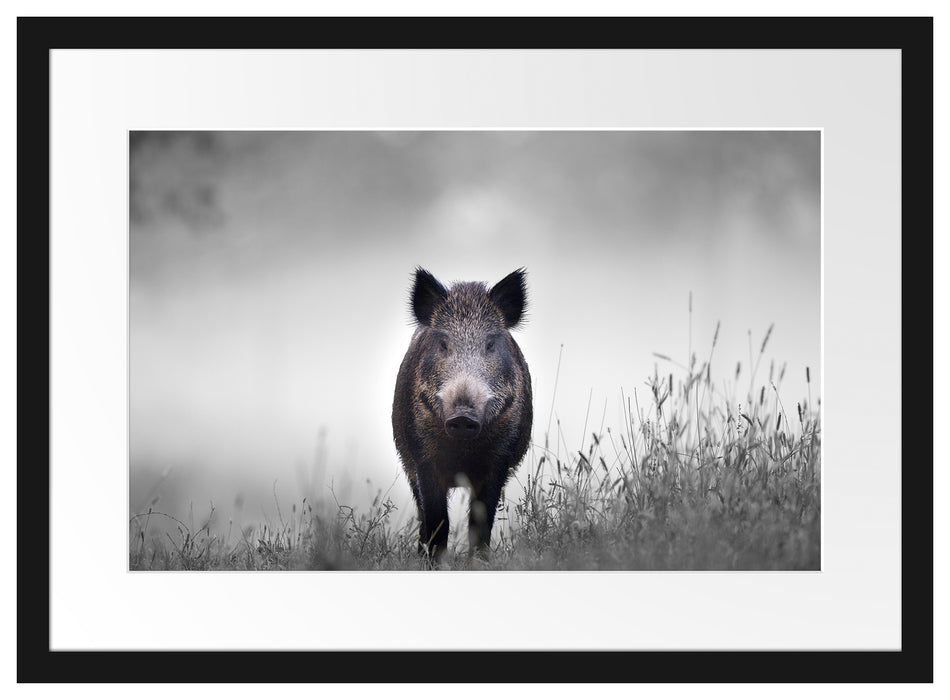 Wildschweinauf einer Wiese im Nebel B&W Detail Passepartout Rechteckig 40