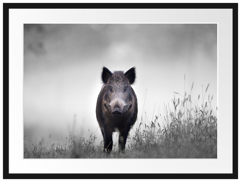 Wildschweinauf einer Wiese im Nebel B&W Detail Passepartout Rechteckig 80