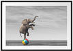Elefant in der Wüste balanciert auf Ball B&W Detail Passepartout Rechteckig 100