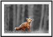 Neugieriger Fuchs im Herbstwald B&W Detail Passepartout Rechteckig 100