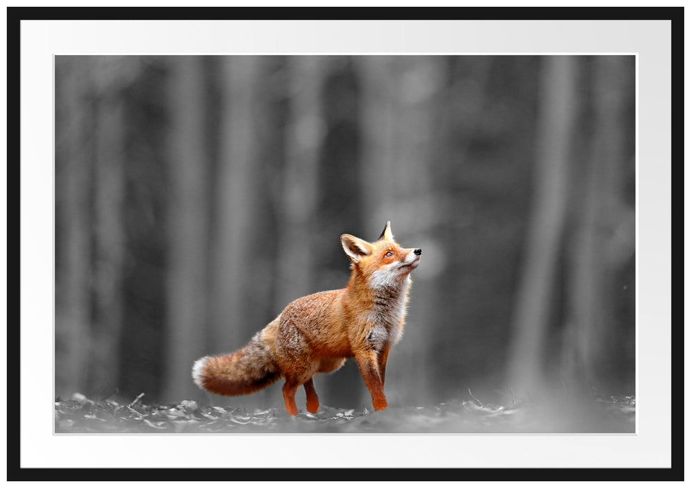 Neugieriger Fuchs im Herbstwald B&W Detail Passepartout Rechteckig 100