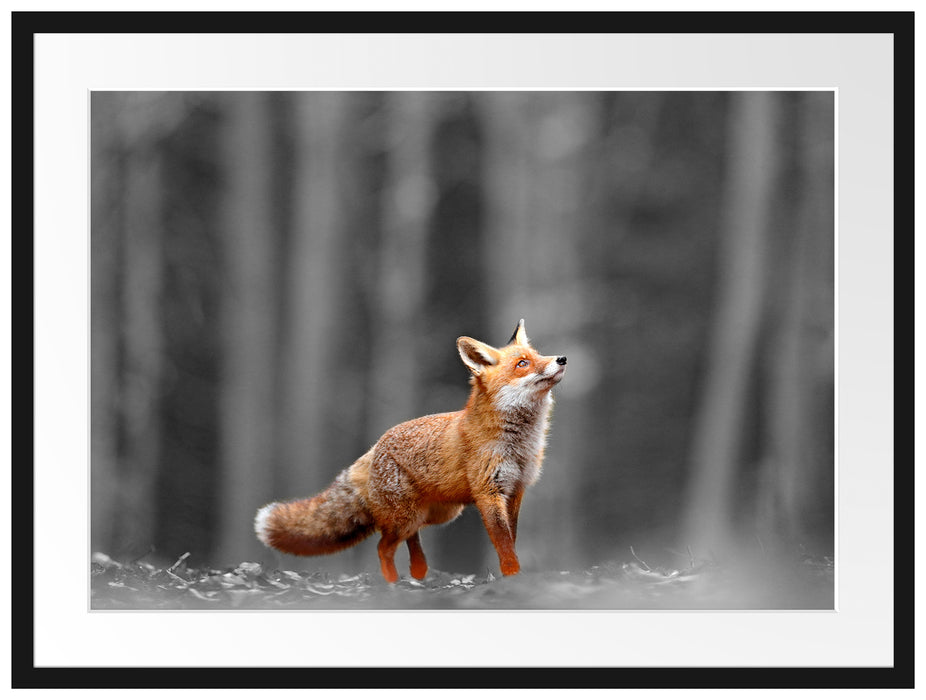 Neugieriger Fuchs im Herbstwald B&W Detail Passepartout Rechteckig 80