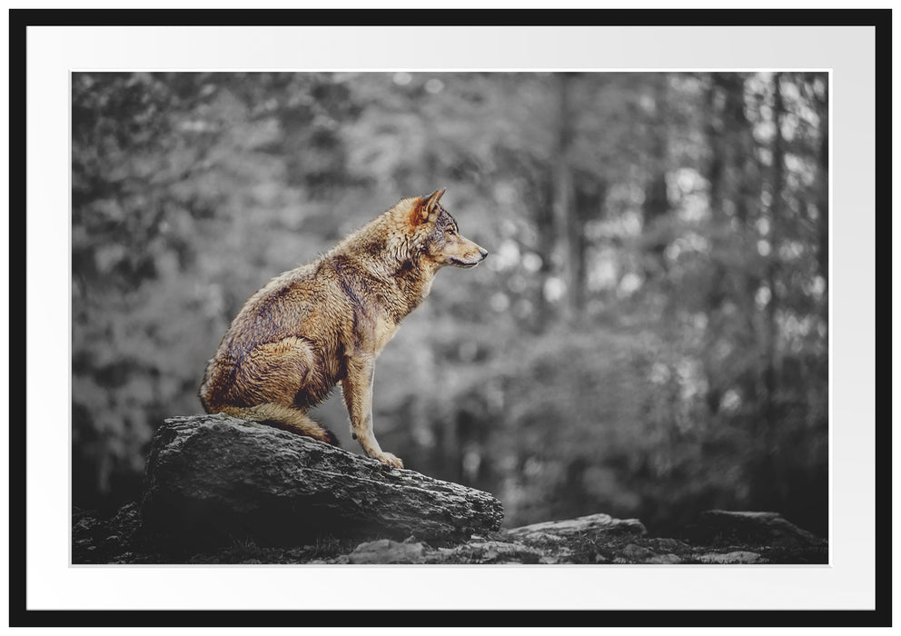 Wolf sitzt auf einem Stein im Herbstwald B&W Detail Passepartout Rechteckig 100