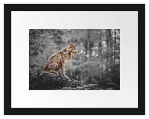 Wolf sitzt auf einem Stein im Herbstwald B&W Detail Passepartout Rechteckig 30