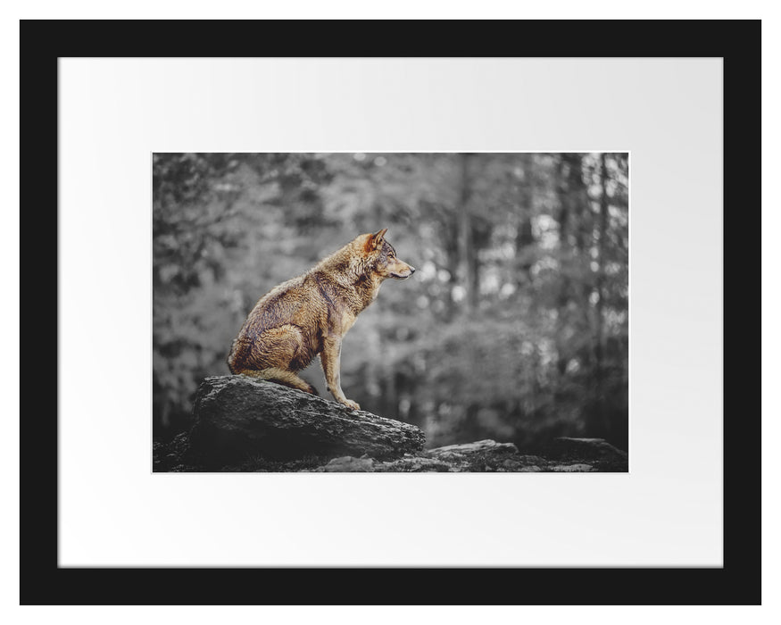 Pixxprint Wolf sitzt auf einem Stein im Herbstwald B&W Detail, im Galerie-Passepartout Bilderrahmen