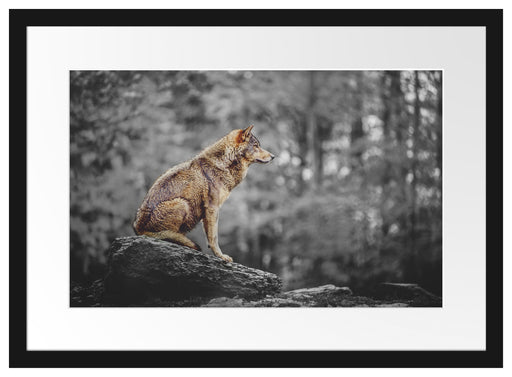 Wolf sitzt auf einem Stein im Herbstwald B&W Detail Passepartout Rechteckig 40